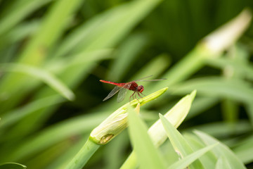 Wild Insect Photography