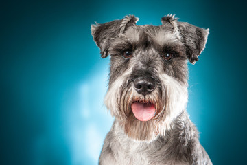 Terrier on a blue background. Dog. The dog stuck out his tongue.