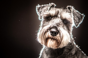 A dog sits on a black background. Terrier. Black and white terrier.