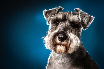 A dog sits on a blue background. Terrier. Black and white terrier.