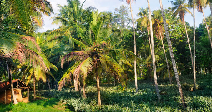 Tropical garden with coconut palms and a pineapple plantation. Shri Laka. Wide photo.