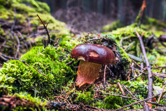 Wet single brown bay bolete mushroom in forest with moss and grass on the ground