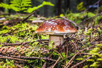 Wet single brown bay bolete mushroom in forest with moss and grass on the ground