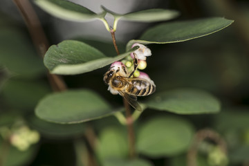 Fototapeta premium bee collects nectar from the flower, close up