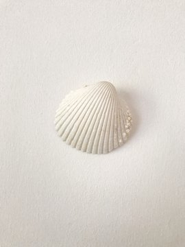 Big white sea shell with clear texture on a white background. Seashell texture closeup. Wallpaper, background.