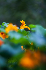 nasturtium in balcony