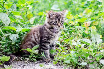 Naklejka na ściany i meble A gray striped kitty with a distinct gaze in green grass_
