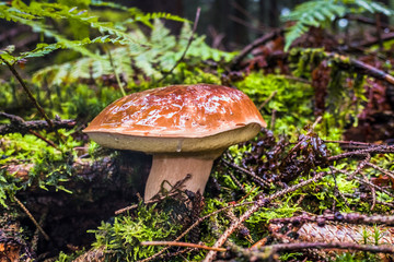 Wet single brown bay bolete mushroom in forest with moss and grass on the ground