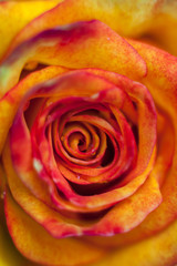Fototapeta na wymiar Clowe-up of orange rose, top of view