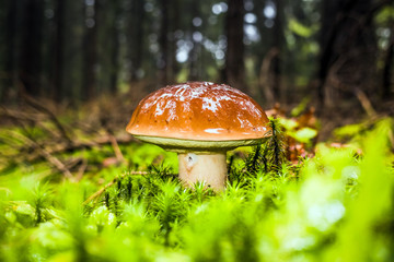 Wet single brown bay bolete mushroom in forest with moss and grass on the ground