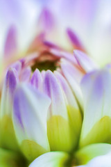 Fototapeta premium Close-up fo chrysanthemum, golden-daisy
