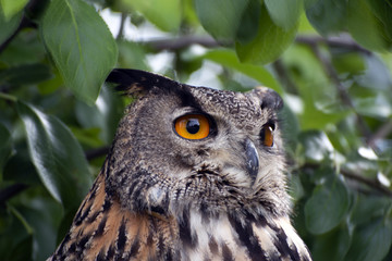 European Eagle Owl