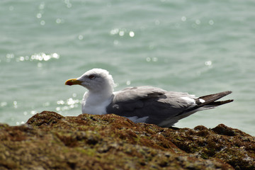 odpoczywająca mewa na skałach
