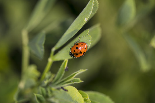 Ladybug on the green grass in nature 