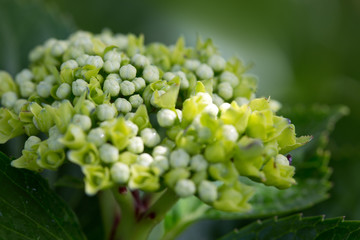 White Hydrangea isolated on green background . Macro photo.