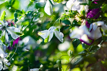 Close-up of flowers of clematis with blured background