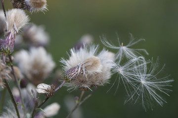 Carduus L, plant growing in nature , close up