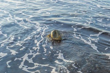 Hat on the water