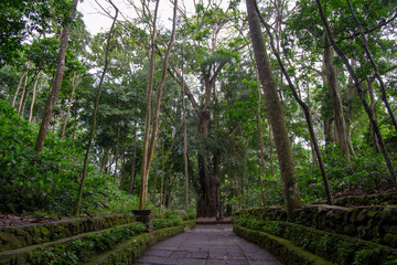 Ubud forest