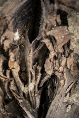 Dry Tree Wood