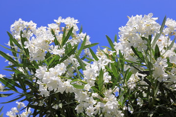 Nerium oleander. Bush with white oleander flowers close-up