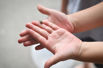 Children hands holding a potato beetle