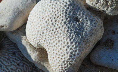 The coral