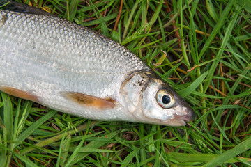 View of single freshwater common nase fish on green grass..