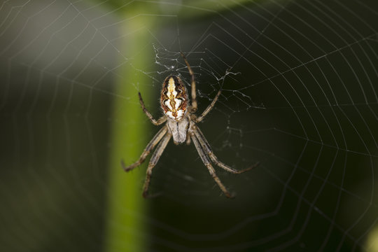 cross spider on his web, close up