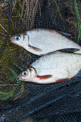 Pile of the white bream or silver fish and white-eye bream with fishing rod with reel on the natural background. .