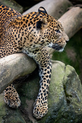 Ceylon leopard, Panthera pardus kotiya, Big spotted cat