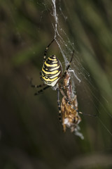 Argiope Bruennichi, dangerous spider, food in the web 