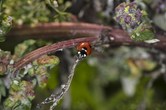 beautiful ladybug climbs the stem of the plant