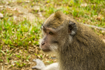 Obraz premium Macaque Portrait