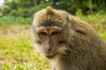 Macaque Portrait