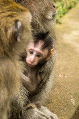 baby Monkey Portrait