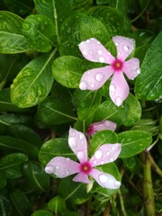 Obraz na płótnie Canvas Beautiful Pink flower and green leaf with rain water drops