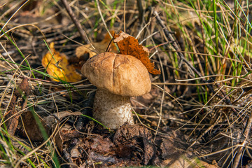 Close up view of brown cap boletus growing in forest.