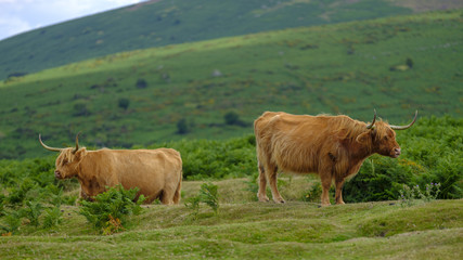 Highland Cattle on Dartmoor roam free and wide, Devon, UK