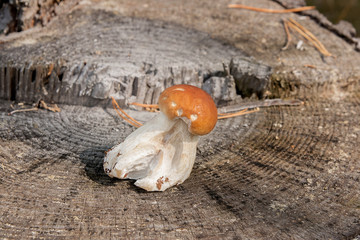 Single porcini mushroom (Boletus edulis, porcino or king bolete) on natural wooden background..