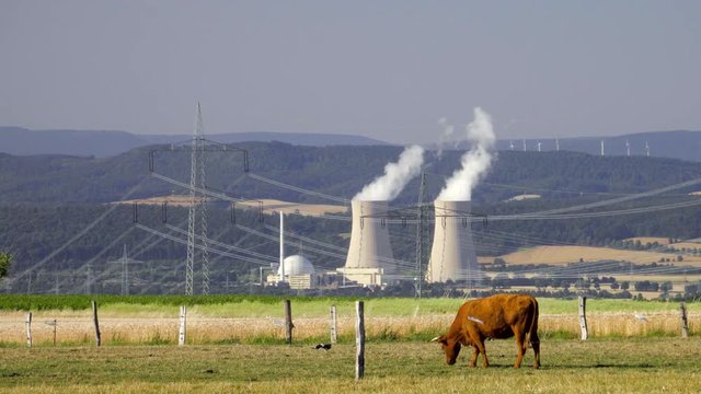 K&uuml;he weiden idyllisch vor dem Atomkraftwerk Grohnde im Weserbergland Niedersachsen Deutschland