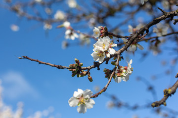 Beautiful white and pink almond flowers with selective blur in O'Halloran Hill South Australia on 6th August 2018