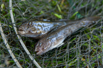 Freshwater bullhead fish or round goby fish just taken from the water on black fishing net..