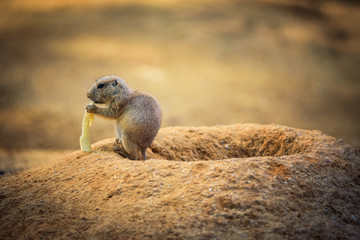 Baby prairie dog feeding at its lair