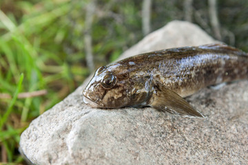 Freshwater bullhead fish or round goby fish just taken from the water on gray stone..