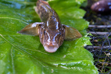 Close up view of freshwater bullhead fish or round goby fish just taken from the water on big green leaf..