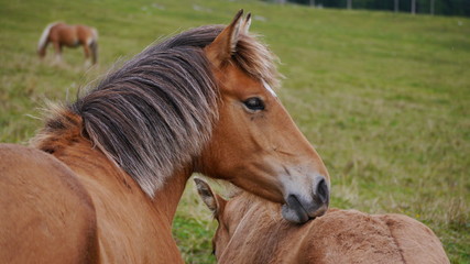CAVALLO