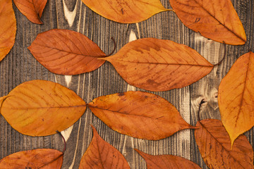 Maple, oak and cherry tree leaves of orange colors