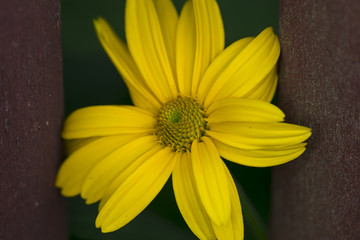 Helianthus tuberosus, close up