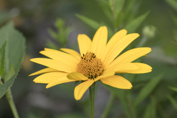 Fototapeta premium Helianthus tuberosus